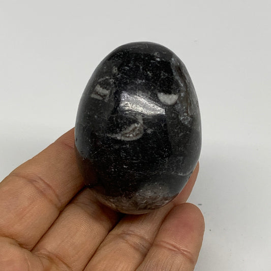 117.3g, 2.1"x1.5", Natural Fossil Orthoceras Stone Egg from Morocco, B31052