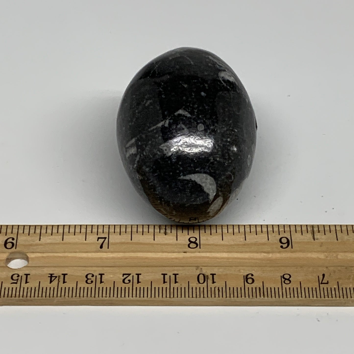 117.3g, 2.1"x1.5", Natural Fossil Orthoceras Stone Egg from Morocco, B31052