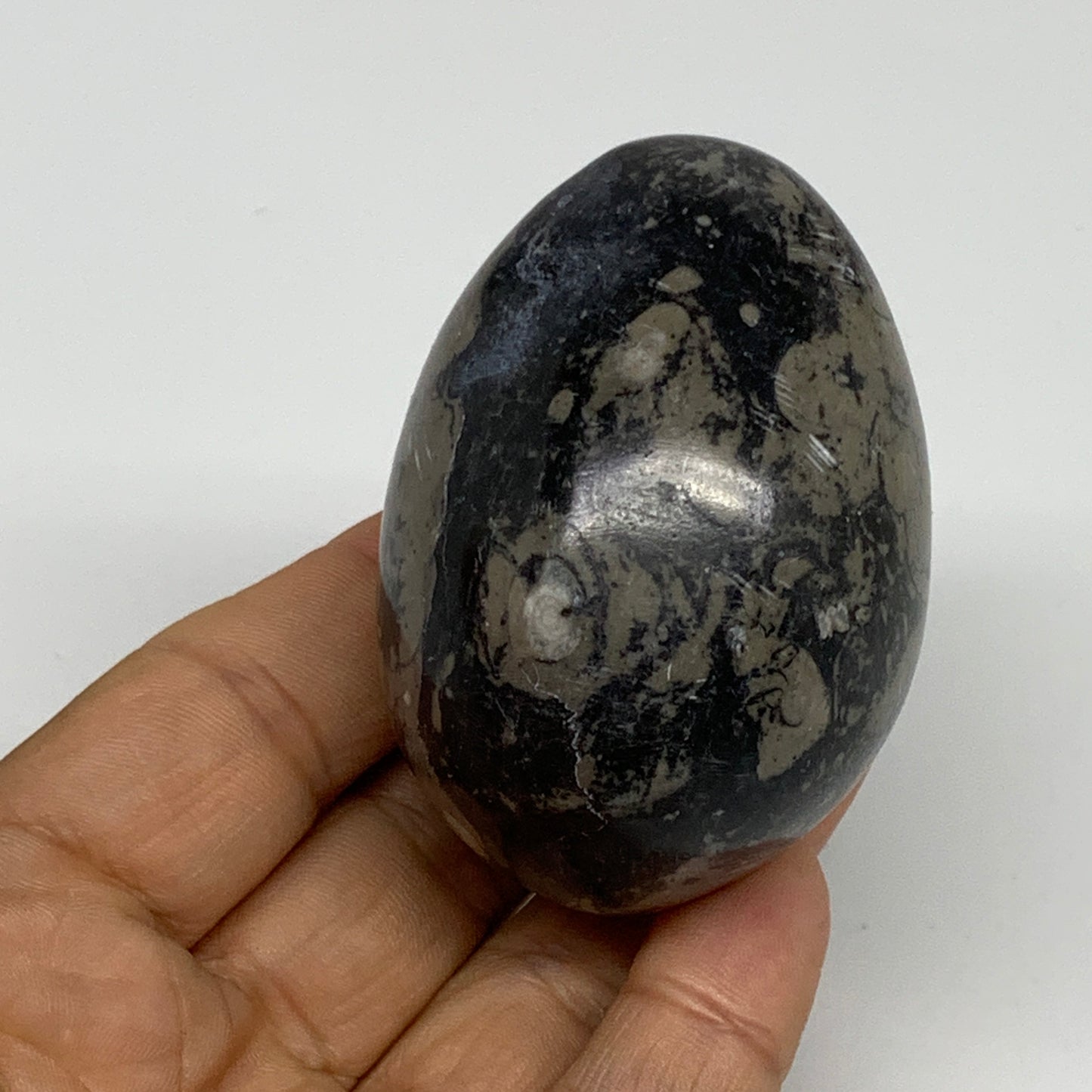 167.1g, 2.4"x1.7", Natural Fossil Orthoceras Stone Egg from Morocco, B31053