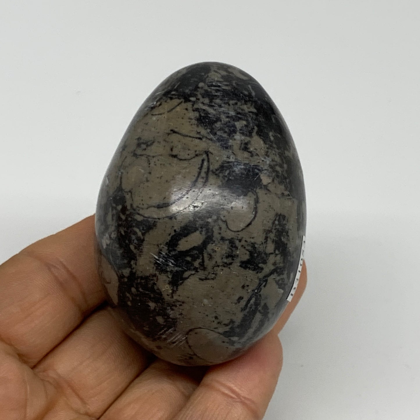 167.1g, 2.4"x1.7", Natural Fossil Orthoceras Stone Egg from Morocco, B31053