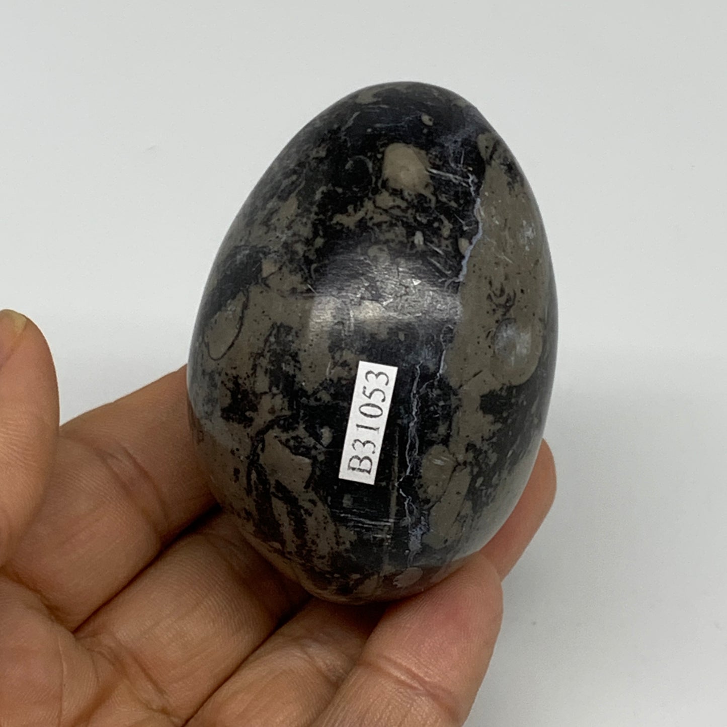 167.1g, 2.4"x1.7", Natural Fossil Orthoceras Stone Egg from Morocco, B31053