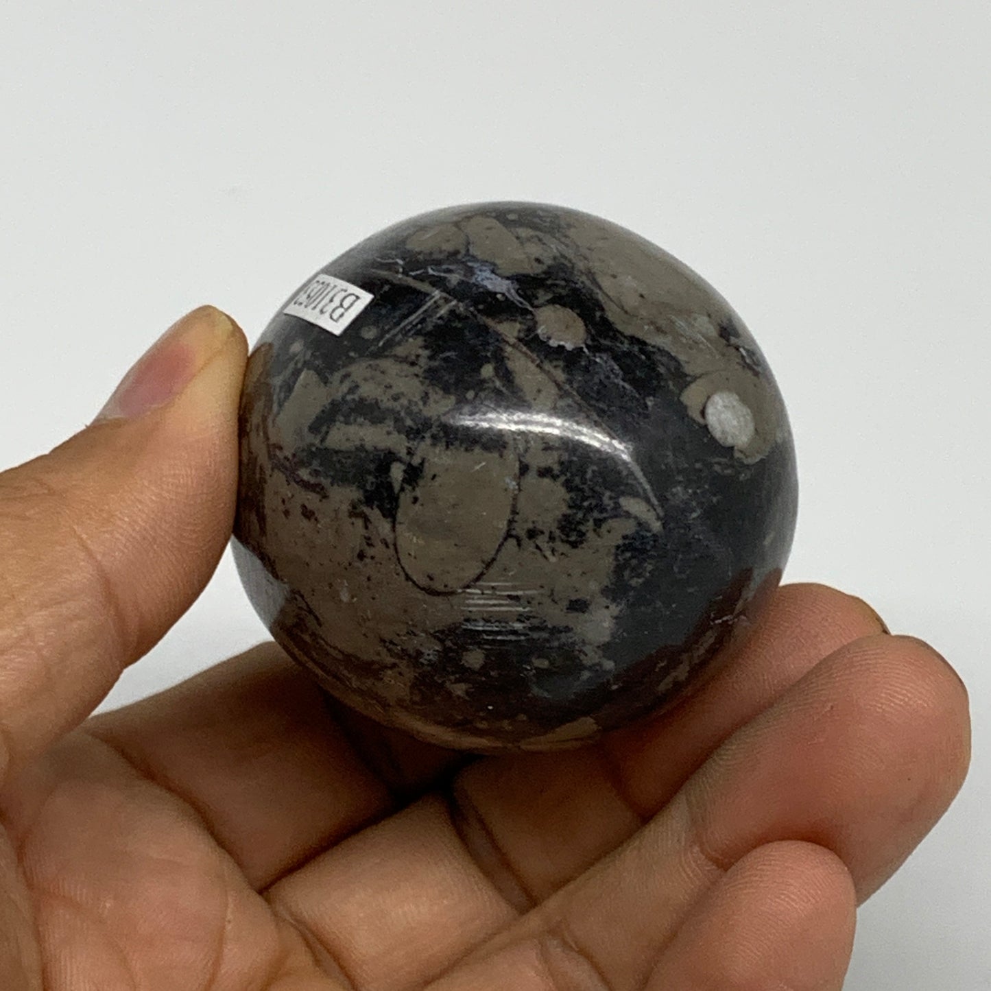 167.1g, 2.4"x1.7", Natural Fossil Orthoceras Stone Egg from Morocco, B31053