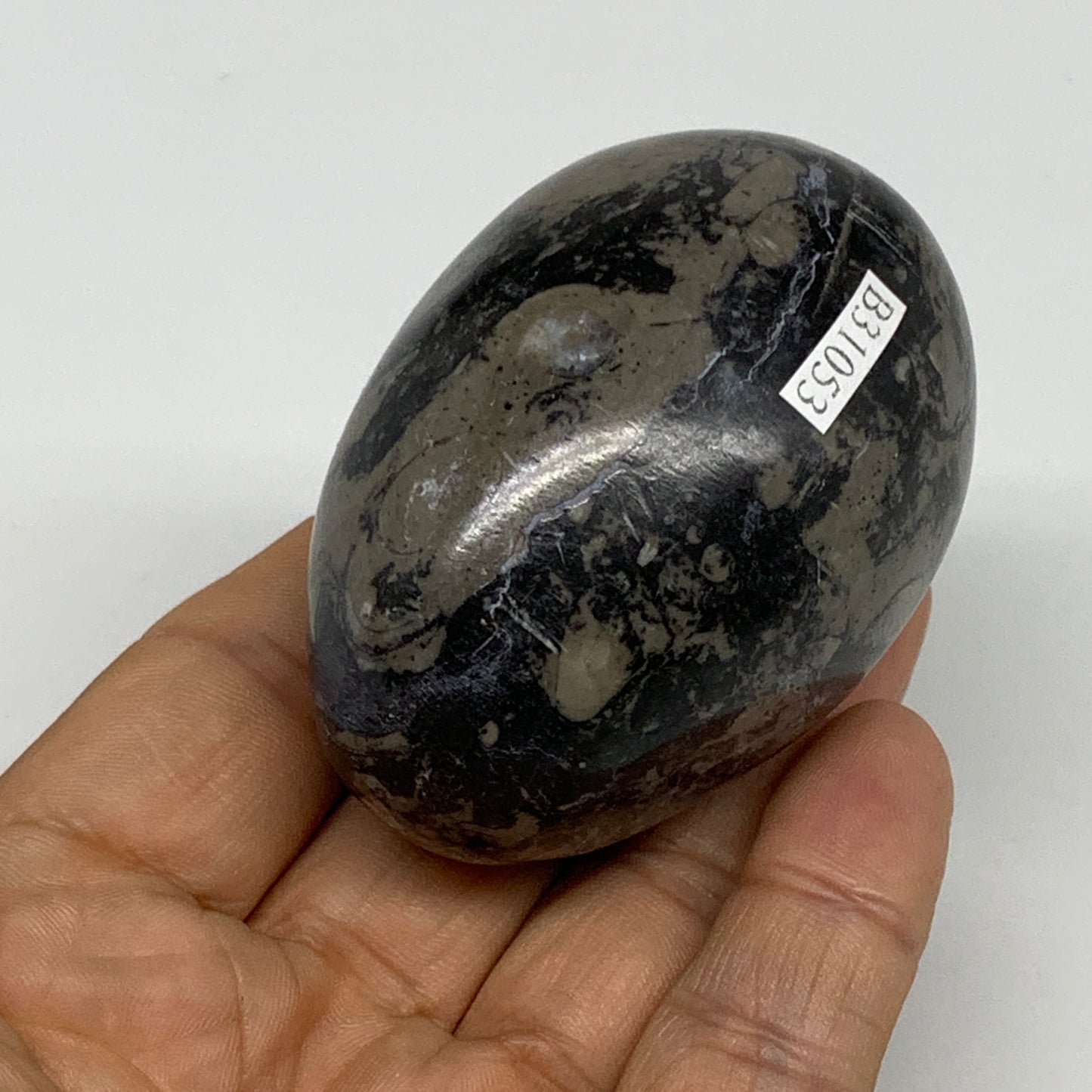 167.1g, 2.4"x1.7", Natural Fossil Orthoceras Stone Egg from Morocco, B31053