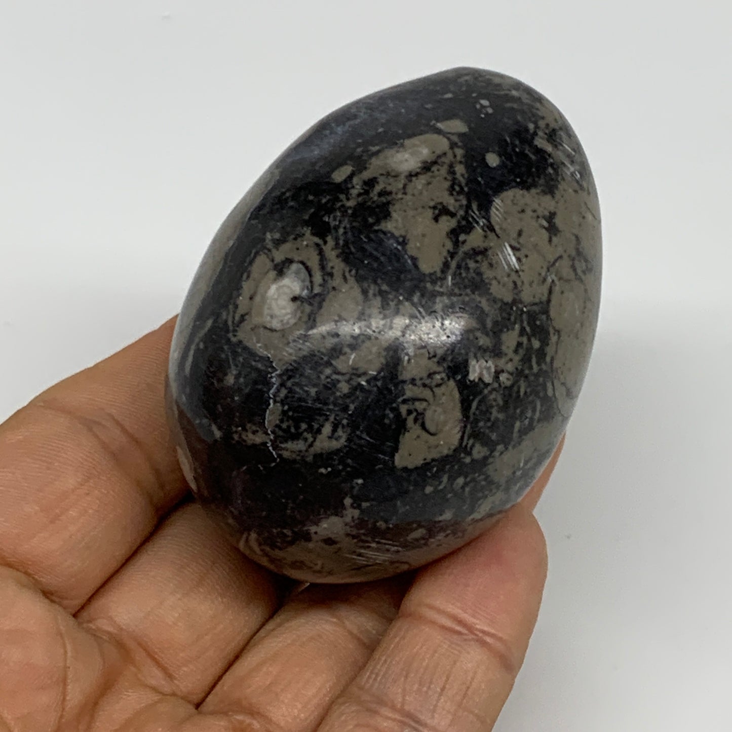 167.1g, 2.4"x1.7", Natural Fossil Orthoceras Stone Egg from Morocco, B31053