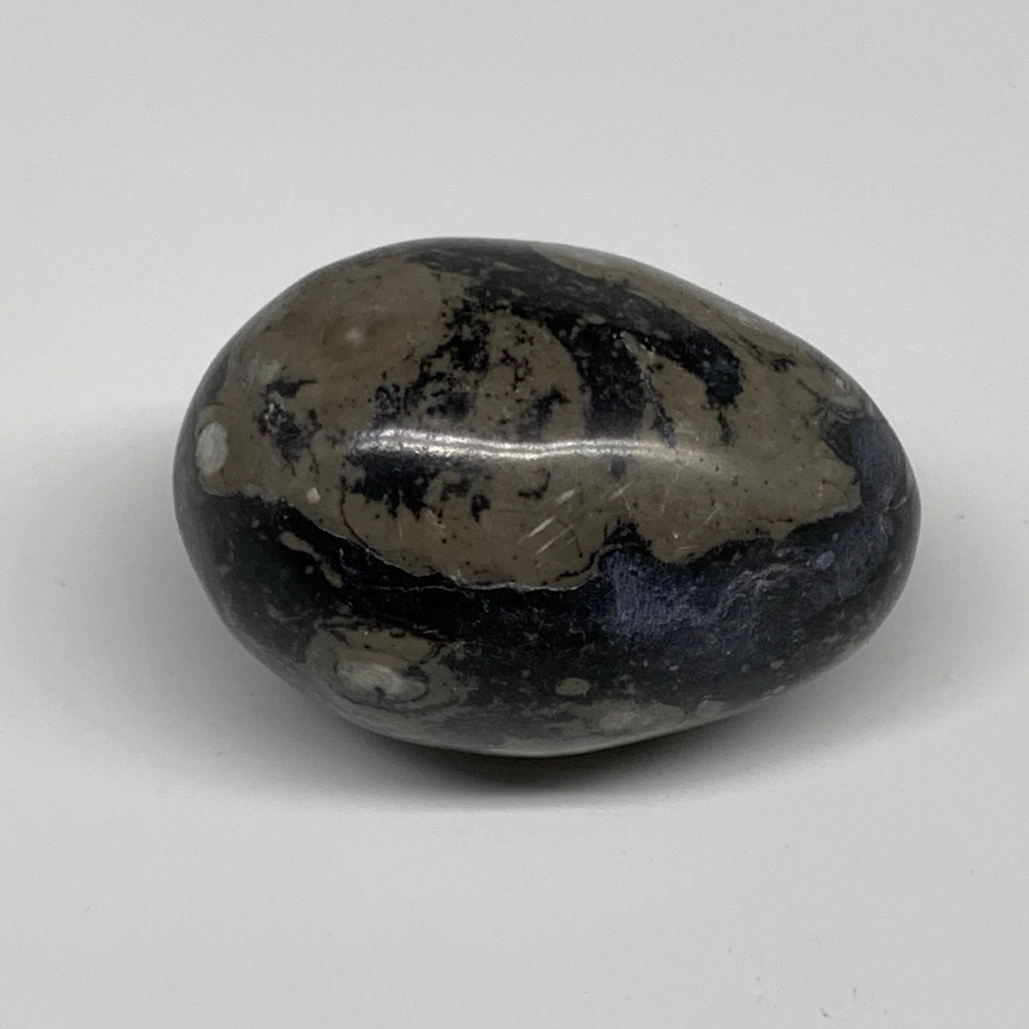 167.1g, 2.4"x1.7", Natural Fossil Orthoceras Stone Egg from Morocco, B31053