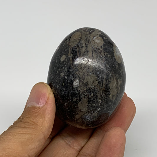145.8g, 2.1"x1.7", Natural Fossil Orthoceras Stone Egg from Morocco, B31055