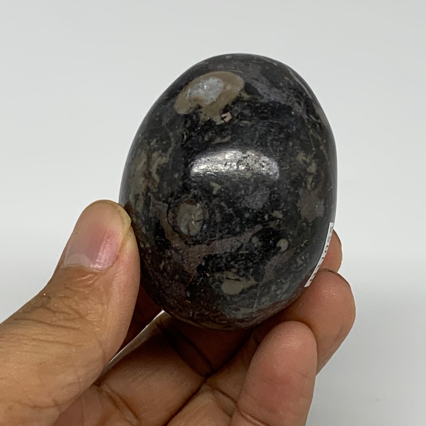 145.8g, 2.1"x1.7", Natural Fossil Orthoceras Stone Egg from Morocco, B31055