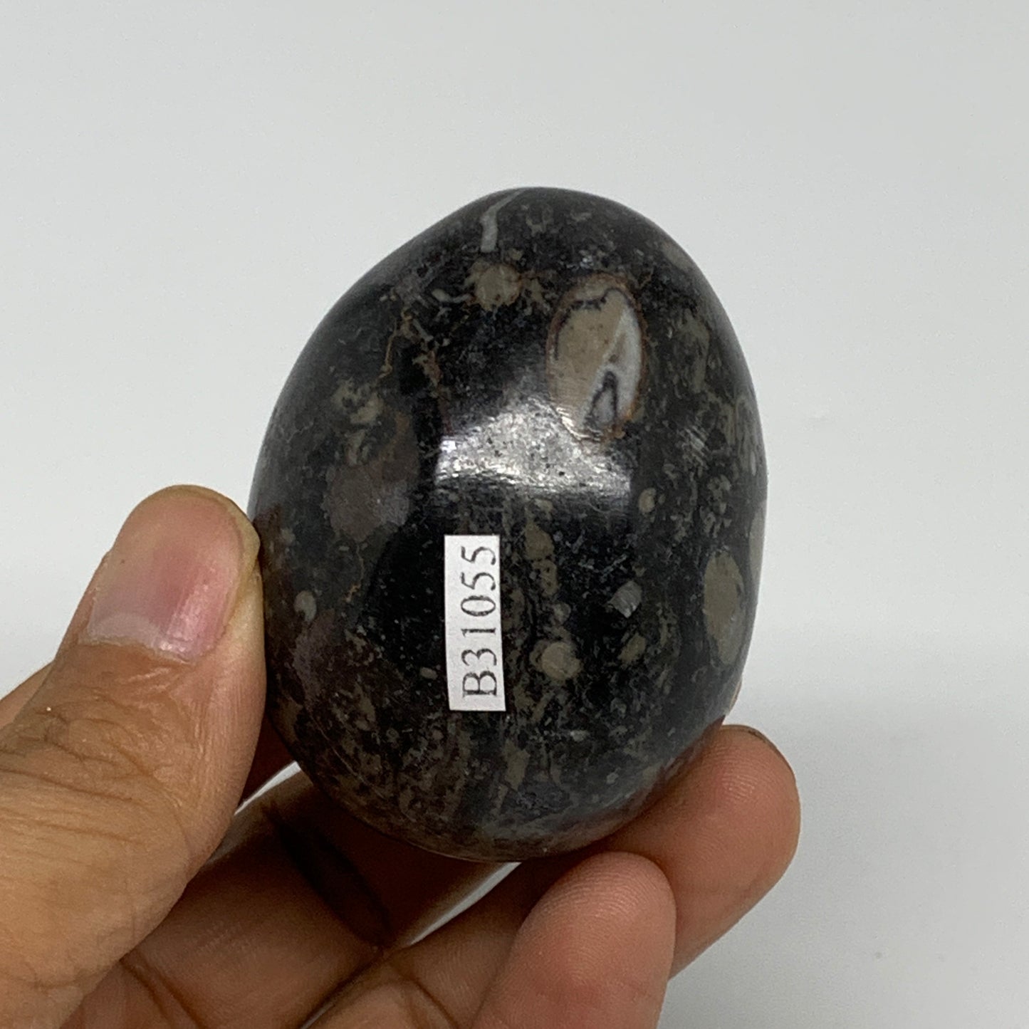 145.8g, 2.1"x1.7", Natural Fossil Orthoceras Stone Egg from Morocco, B31055