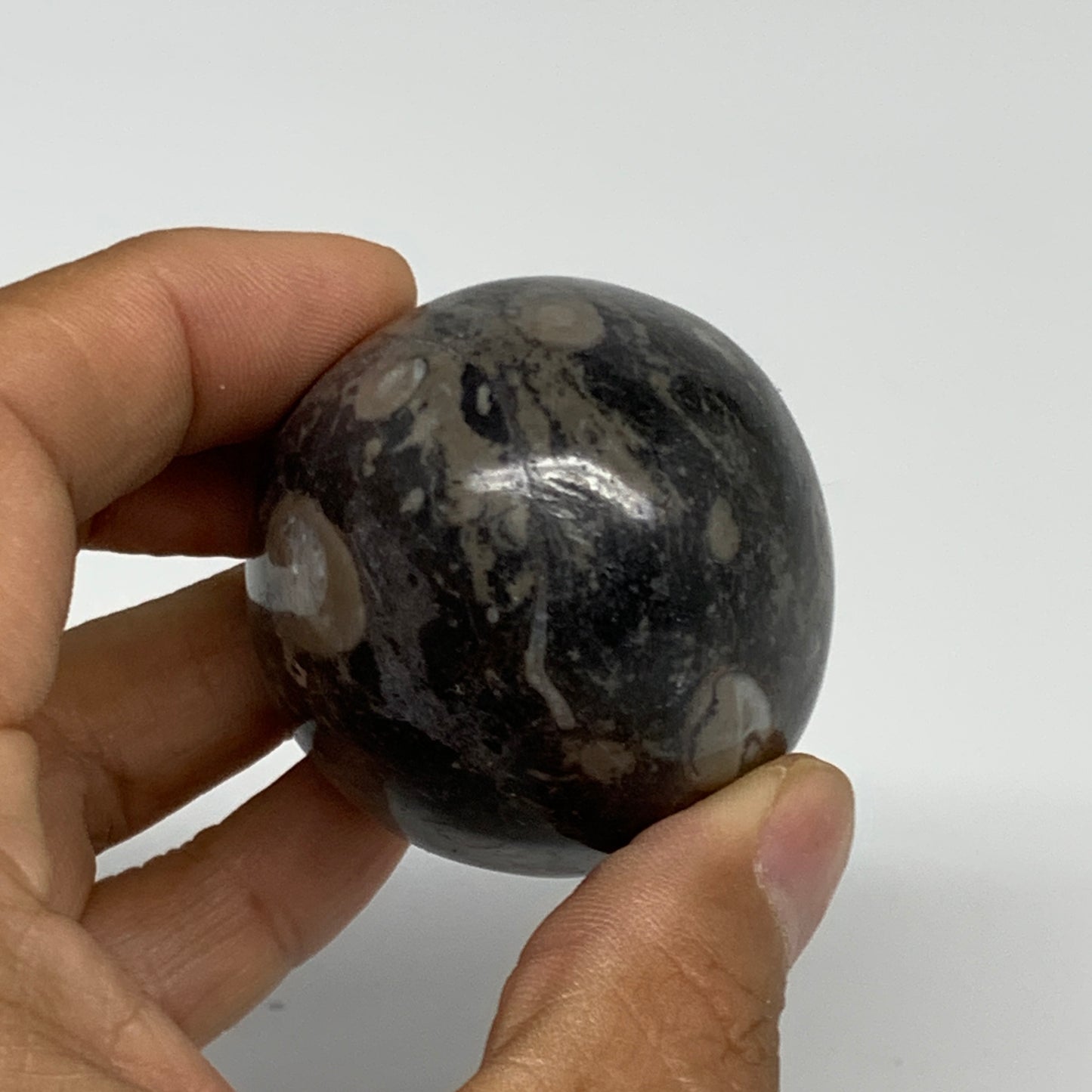 145.8g, 2.1"x1.7", Natural Fossil Orthoceras Stone Egg from Morocco, B31055