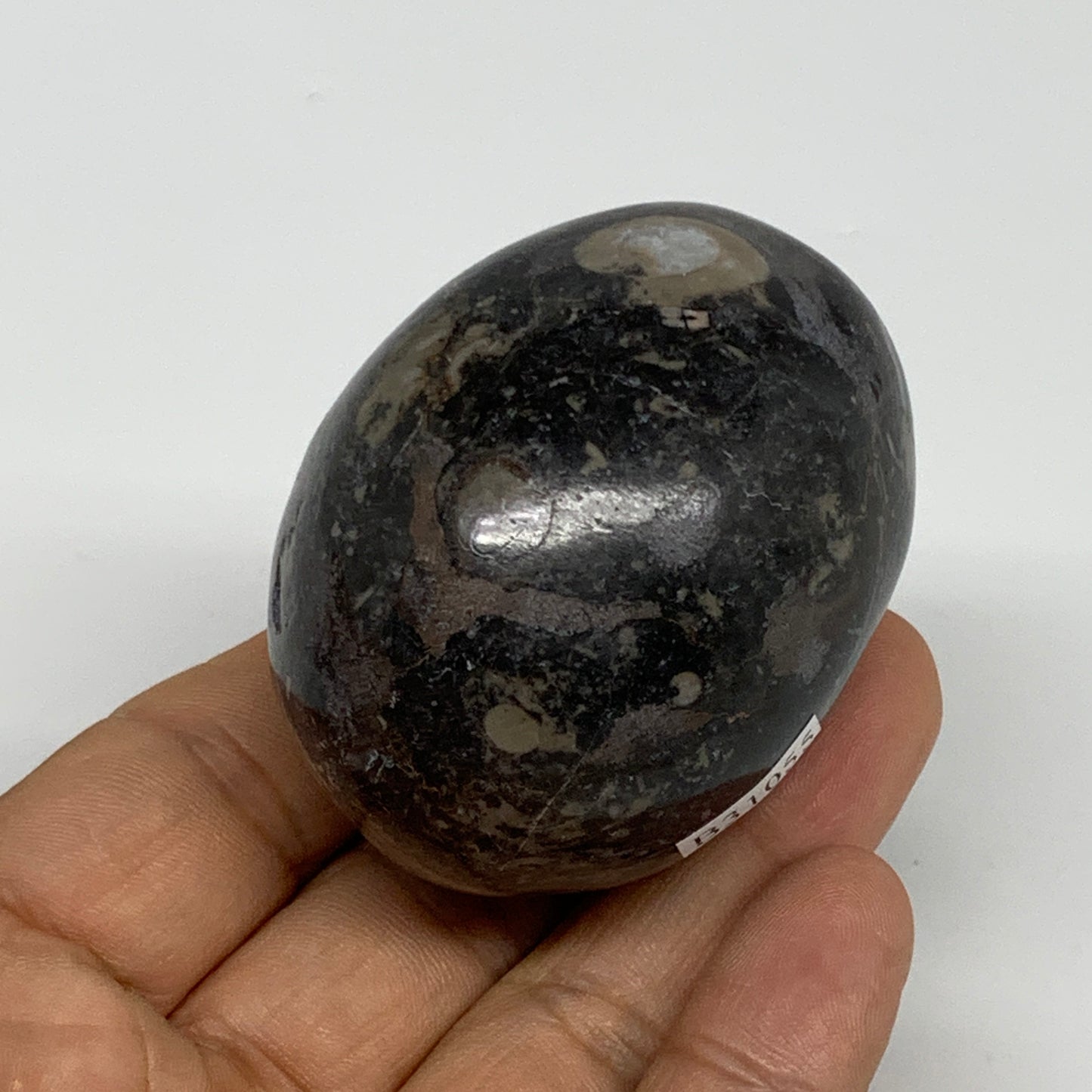145.8g, 2.1"x1.7", Natural Fossil Orthoceras Stone Egg from Morocco, B31055
