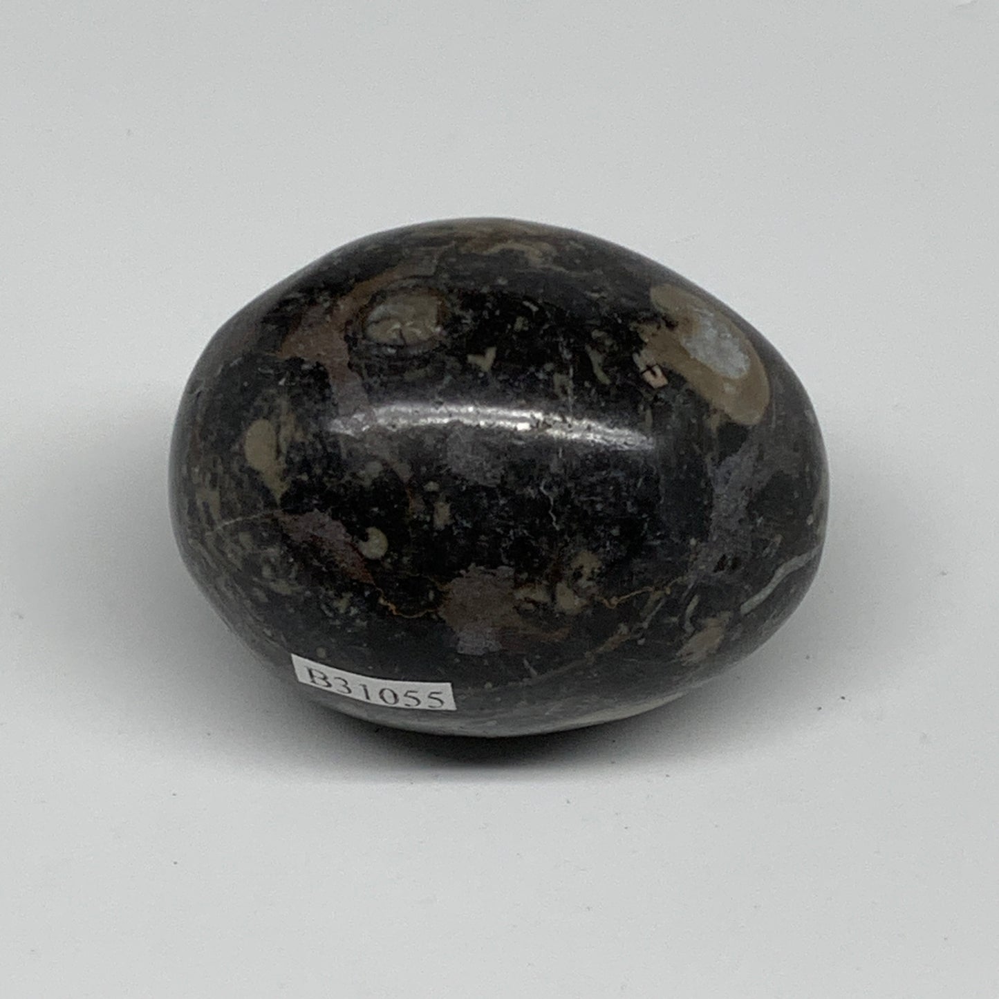 145.8g, 2.1"x1.7", Natural Fossil Orthoceras Stone Egg from Morocco, B31055