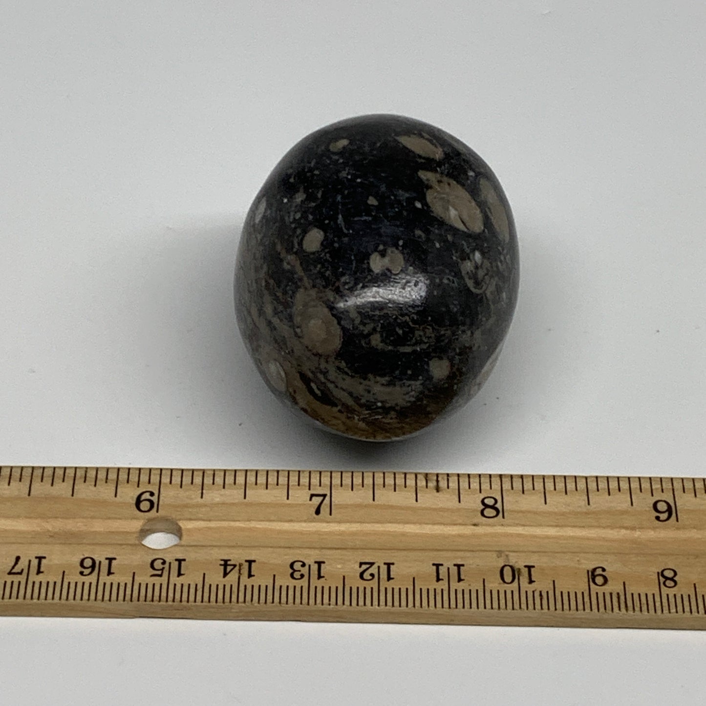 145.8g, 2.1"x1.7", Natural Fossil Orthoceras Stone Egg from Morocco, B31055