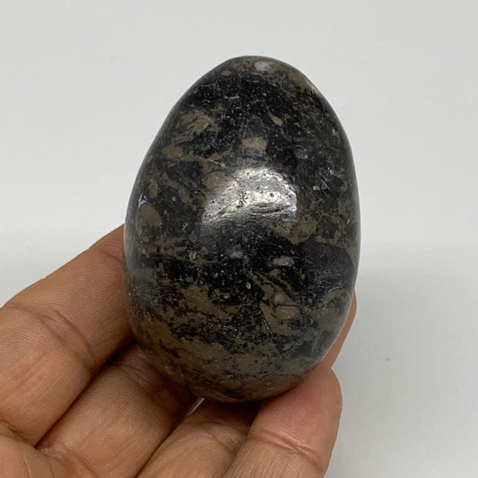 142g, 2.3"x1.6", Natural Fossil Orthoceras Stone Egg from Morocco, B31056