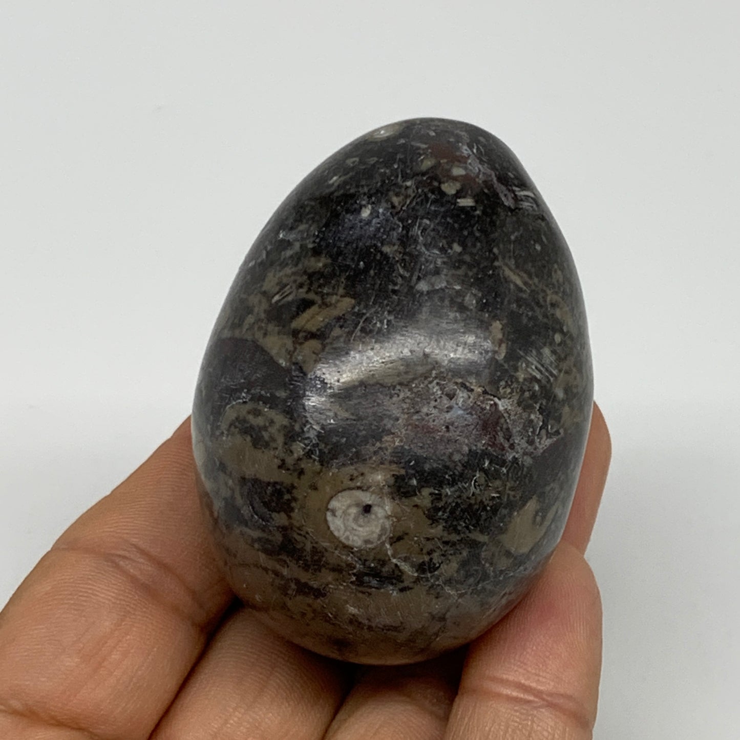 142g, 2.3"x1.6", Natural Fossil Orthoceras Stone Egg from Morocco, B31056
