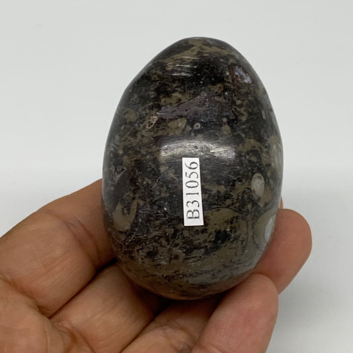 142g, 2.3"x1.6", Natural Fossil Orthoceras Stone Egg from Morocco, B31056