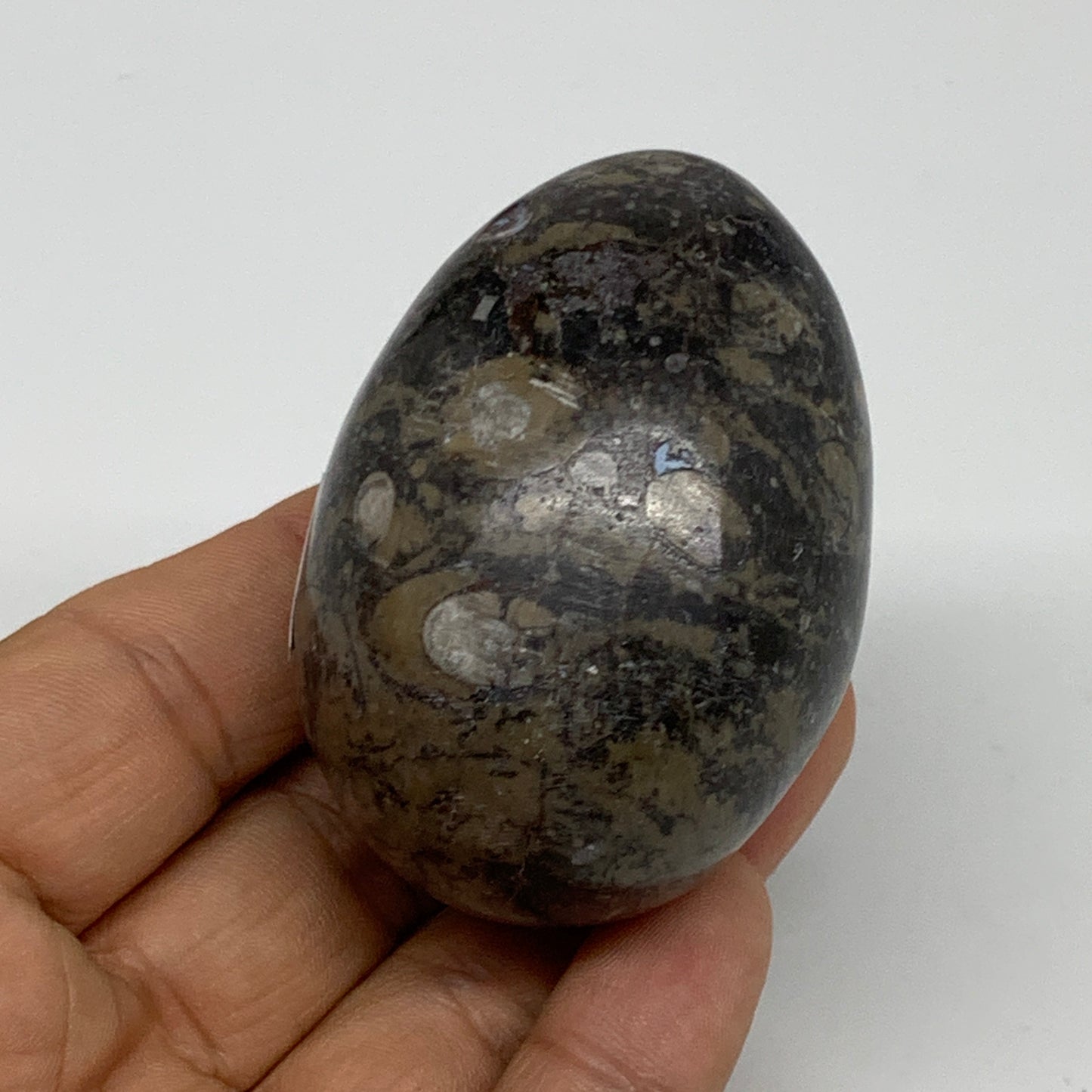 142g, 2.3"x1.6", Natural Fossil Orthoceras Stone Egg from Morocco, B31056