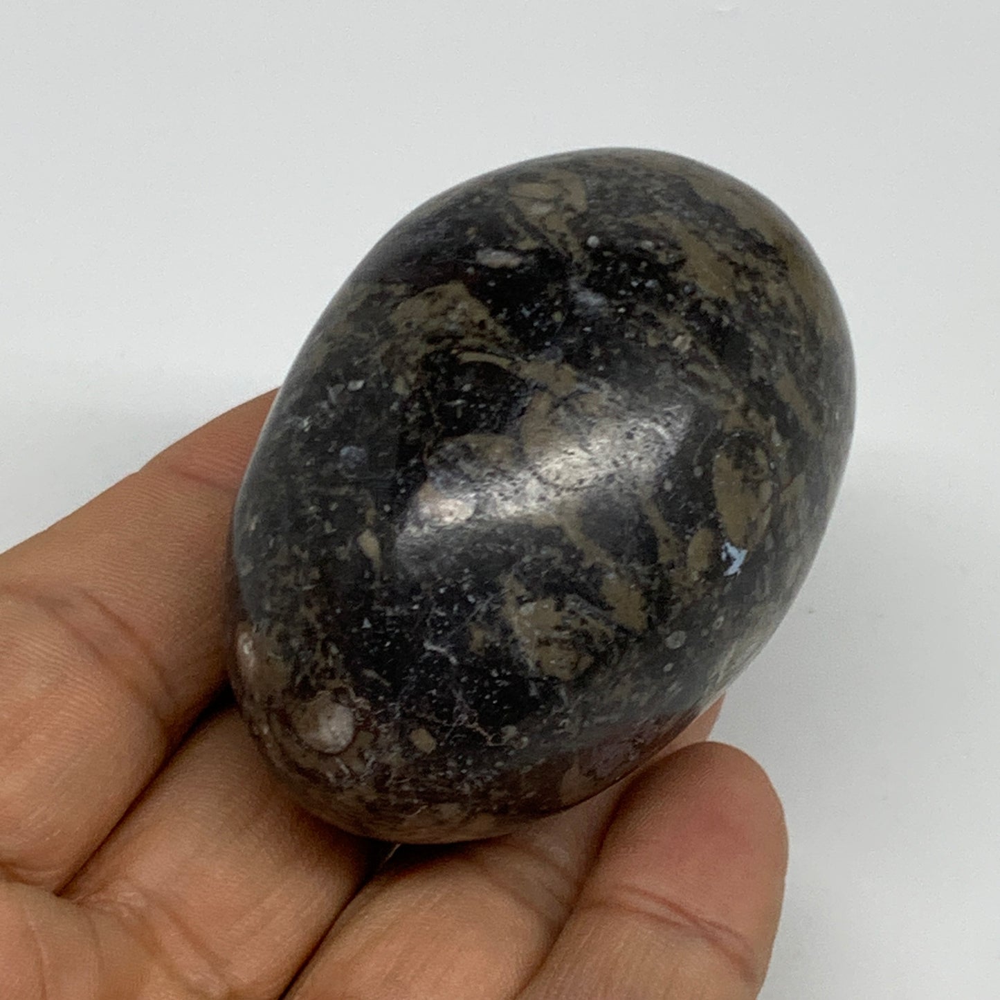 142g, 2.3"x1.6", Natural Fossil Orthoceras Stone Egg from Morocco, B31056