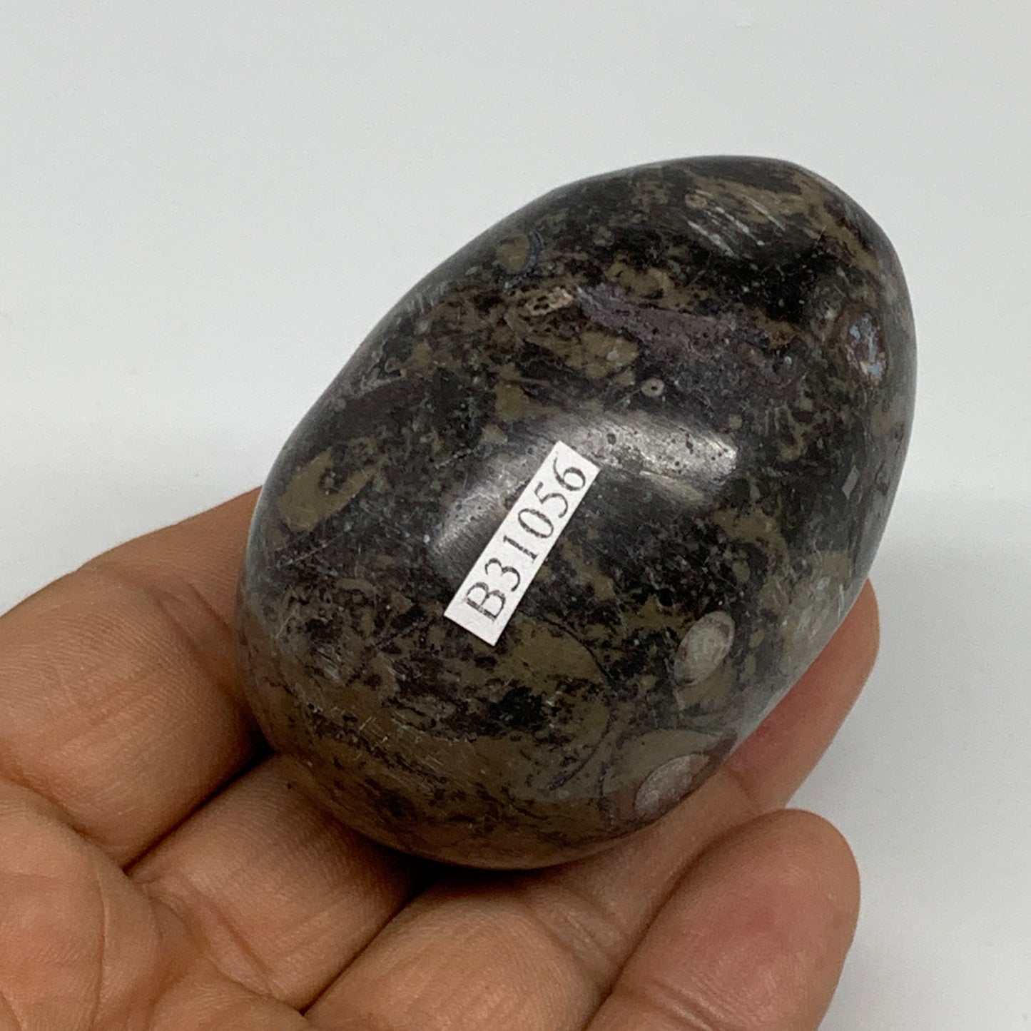 142g, 2.3"x1.6", Natural Fossil Orthoceras Stone Egg from Morocco, B31056