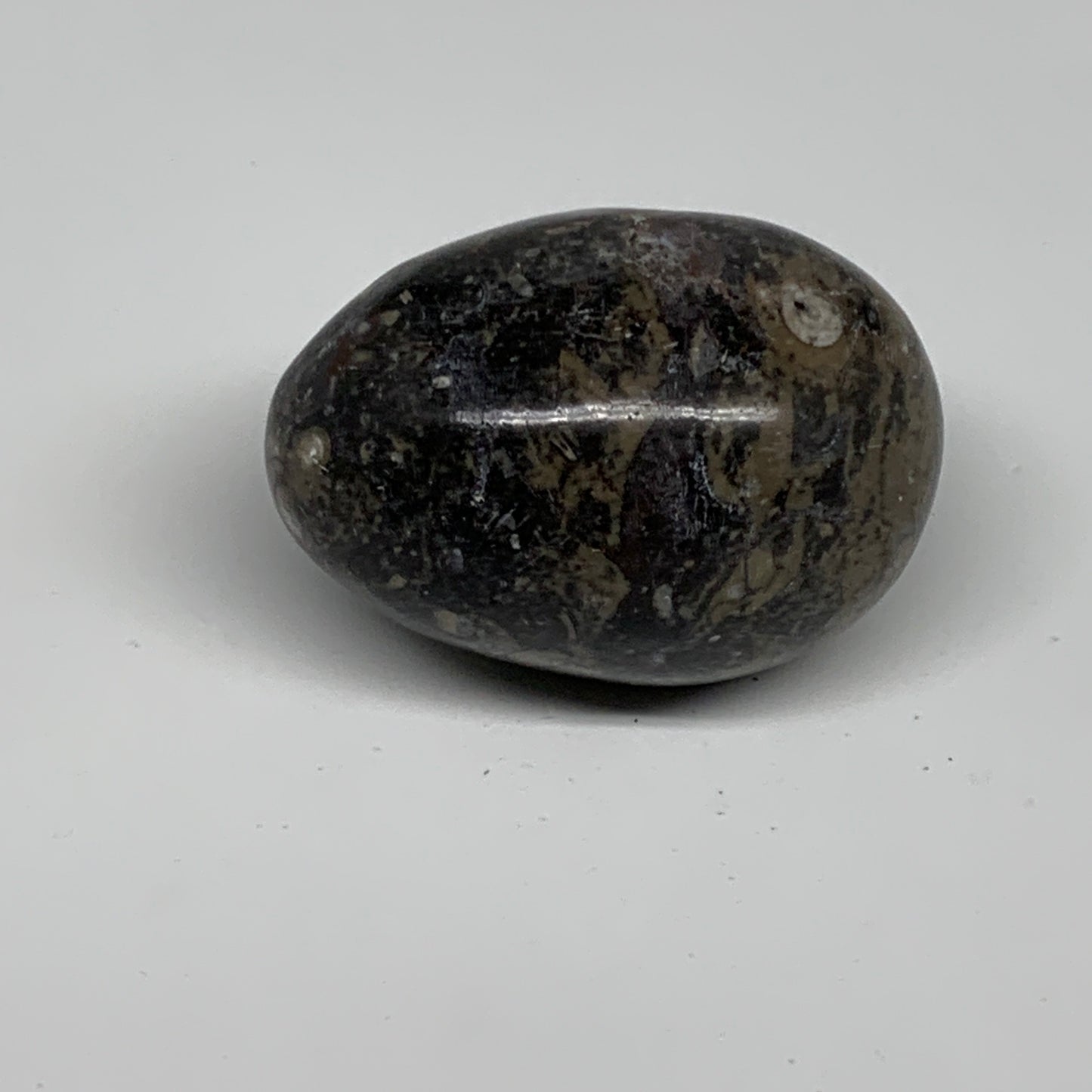 142g, 2.3"x1.6", Natural Fossil Orthoceras Stone Egg from Morocco, B31056