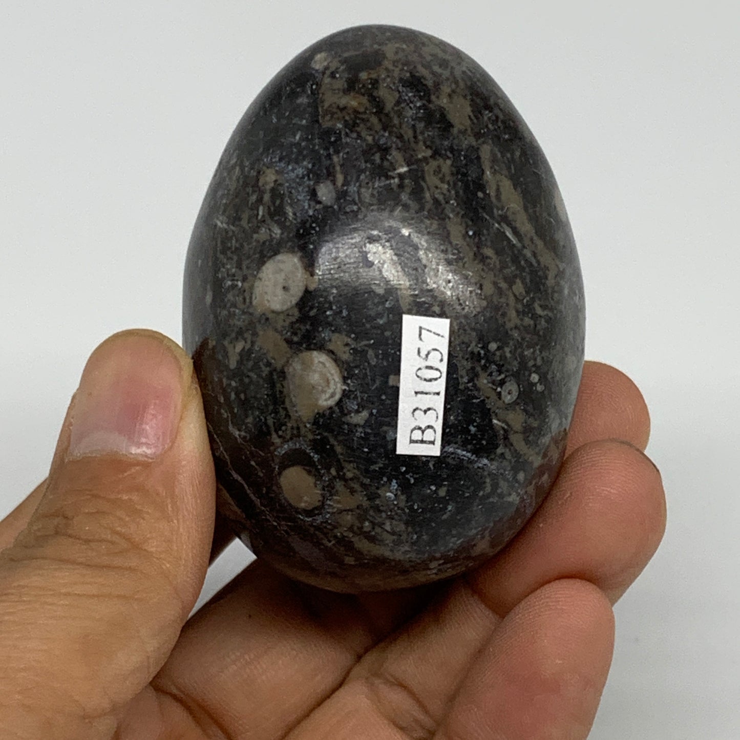 168.2g, 2.4"x1.7", Natural Fossil Orthoceras Stone Egg from Morocco, B31057