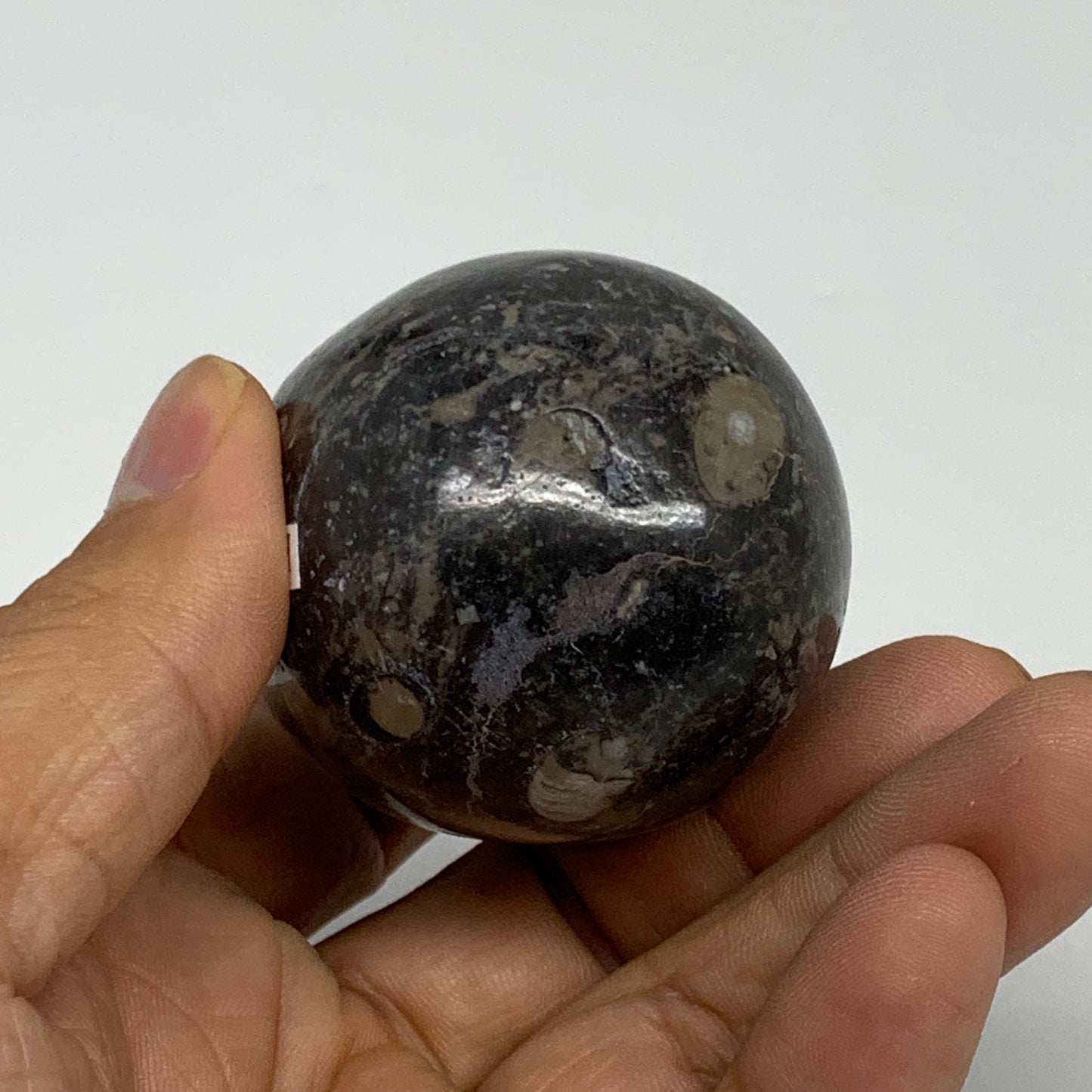 168.2g, 2.4"x1.7", Natural Fossil Orthoceras Stone Egg from Morocco, B31057