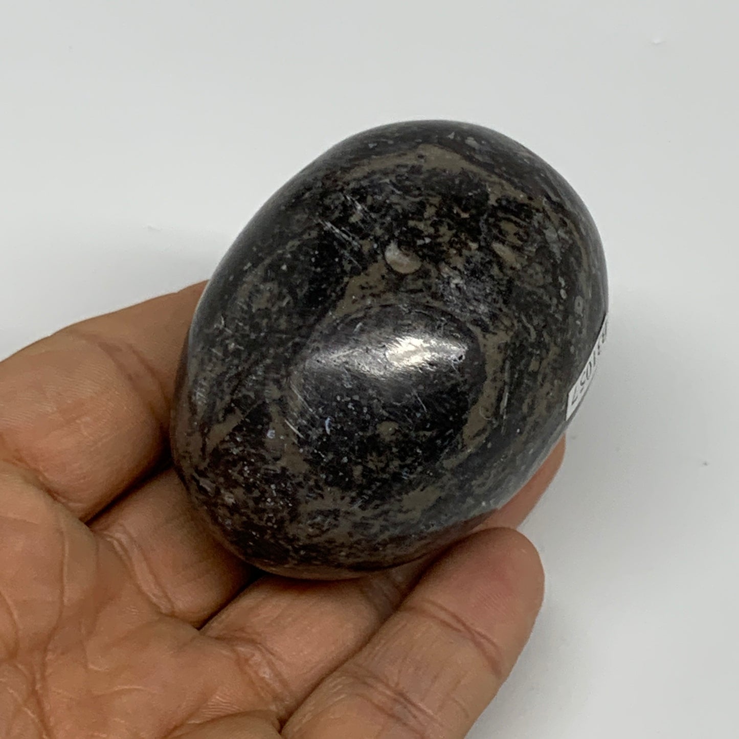 168.2g, 2.4"x1.7", Natural Fossil Orthoceras Stone Egg from Morocco, B31057