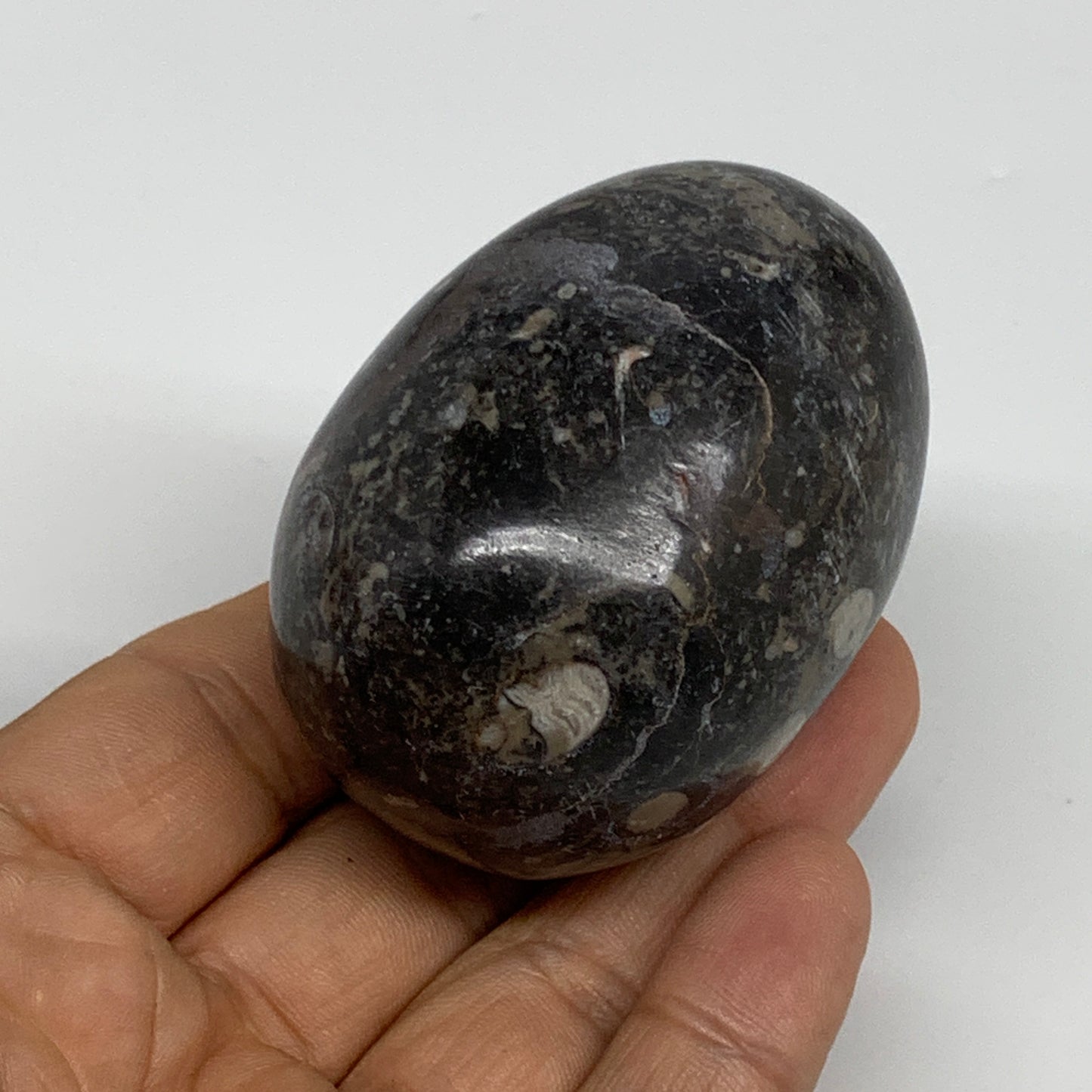 168.2g, 2.4"x1.7", Natural Fossil Orthoceras Stone Egg from Morocco, B31057