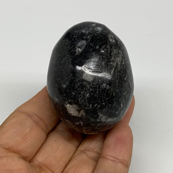 125.6g, 2.1"x1.6", Natural Fossil Orthoceras Stone Egg from Morocco, B31058