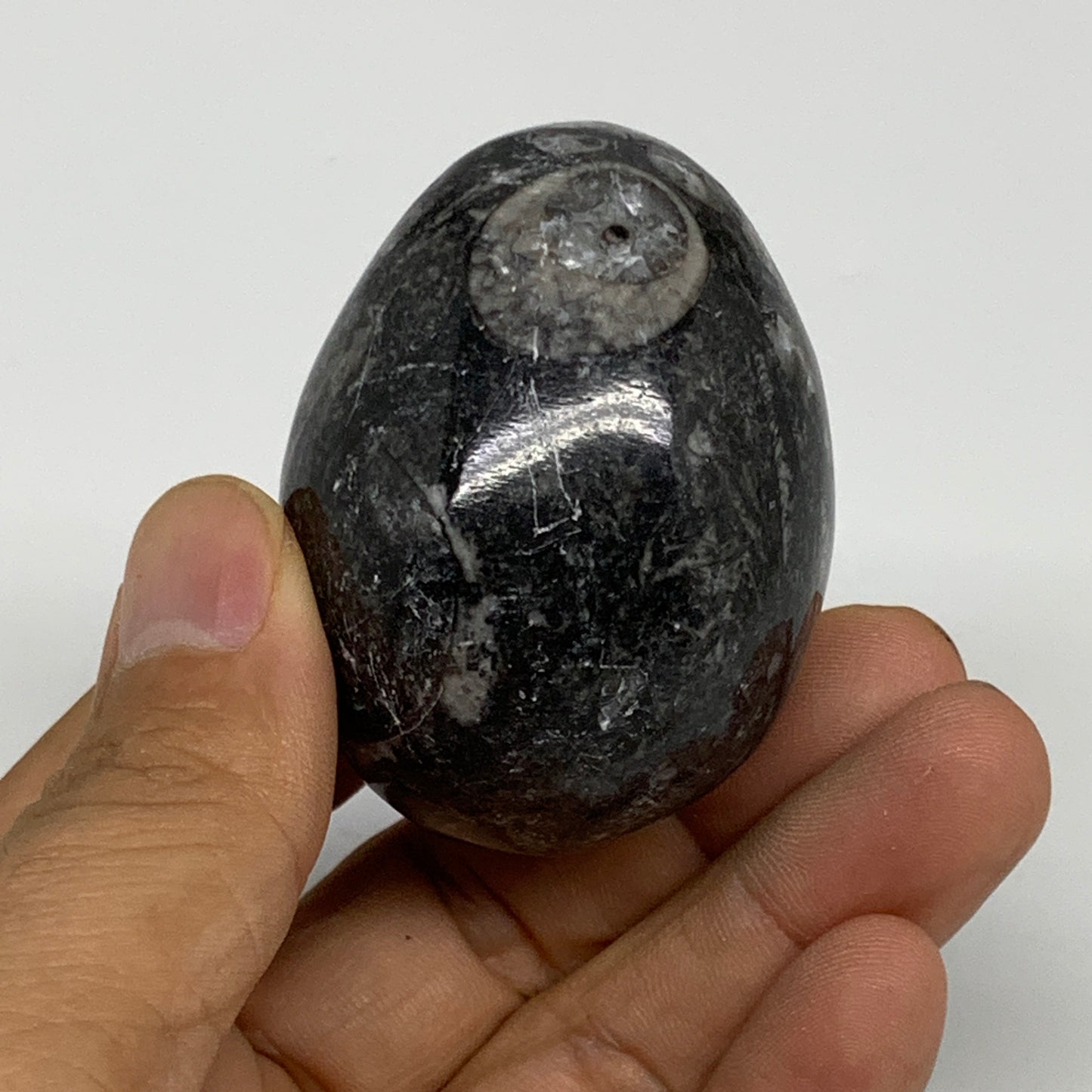 125.6g, 2.1"x1.6", Natural Fossil Orthoceras Stone Egg from Morocco, B31058