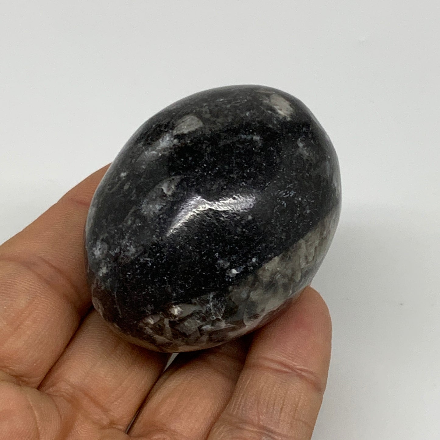 125.6g, 2.1"x1.6", Natural Fossil Orthoceras Stone Egg from Morocco, B31058
