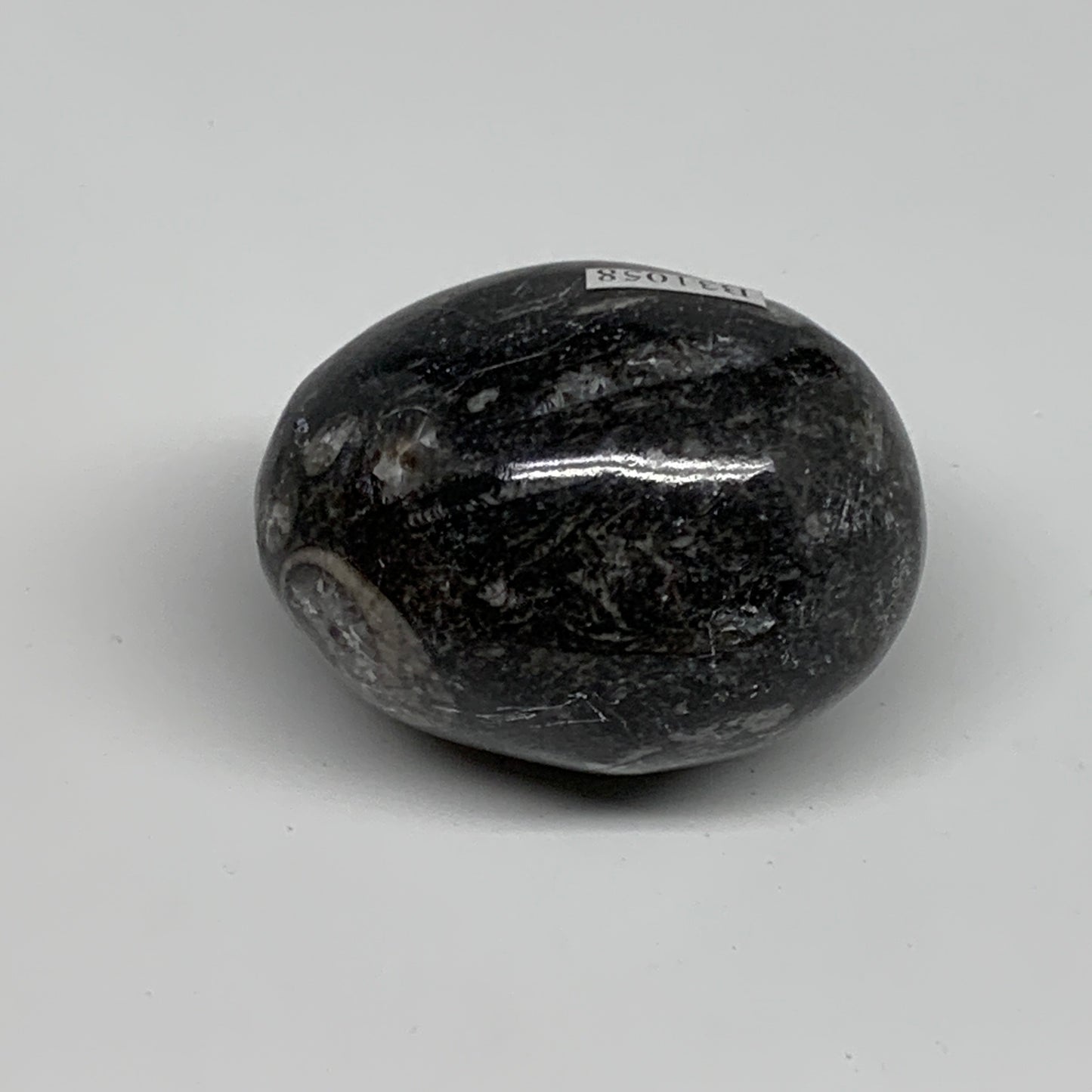 125.6g, 2.1"x1.6", Natural Fossil Orthoceras Stone Egg from Morocco, B31058