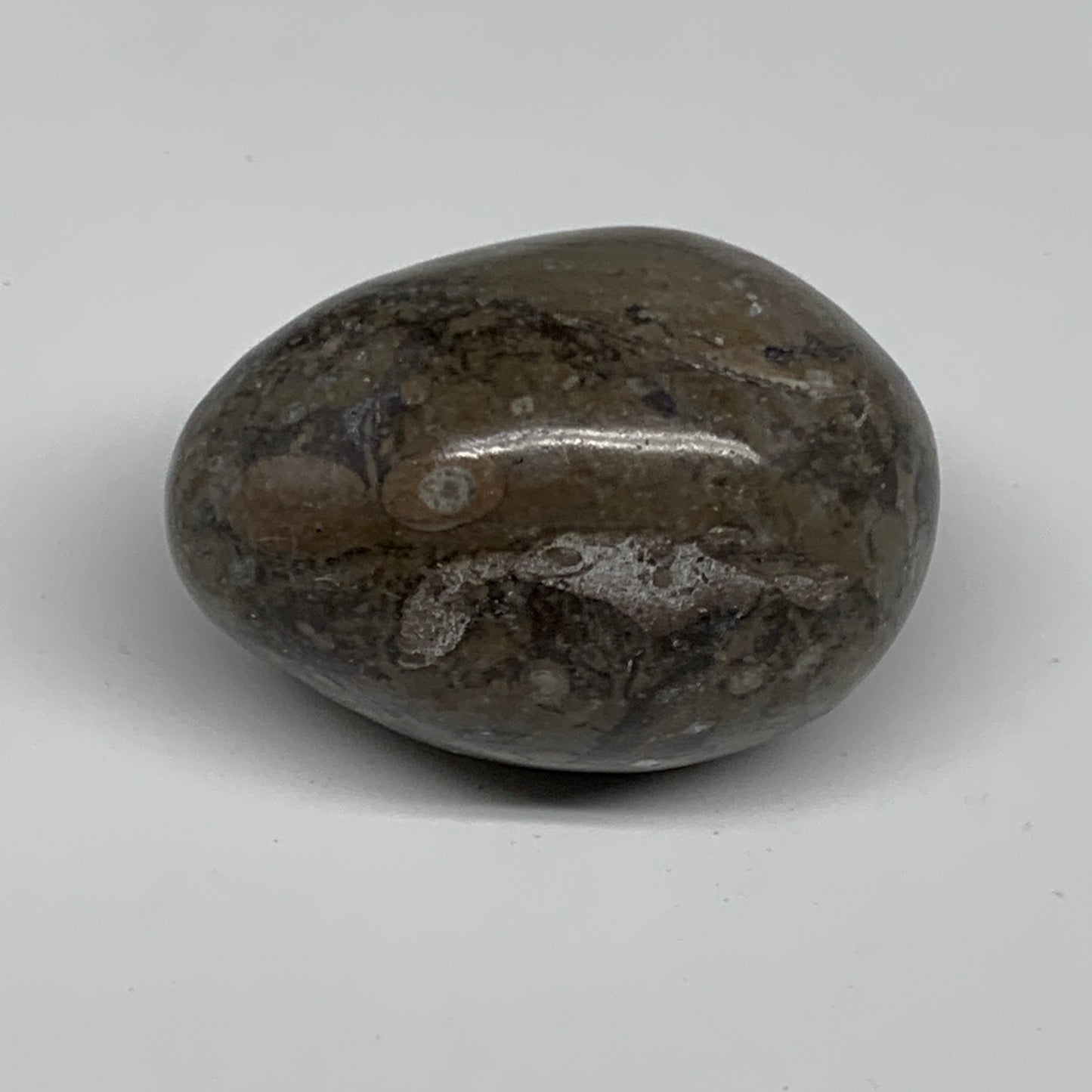 192.5g, 2.5"x1.8", Natural Fossil Orthoceras Stone Egg from Morocco, B31059