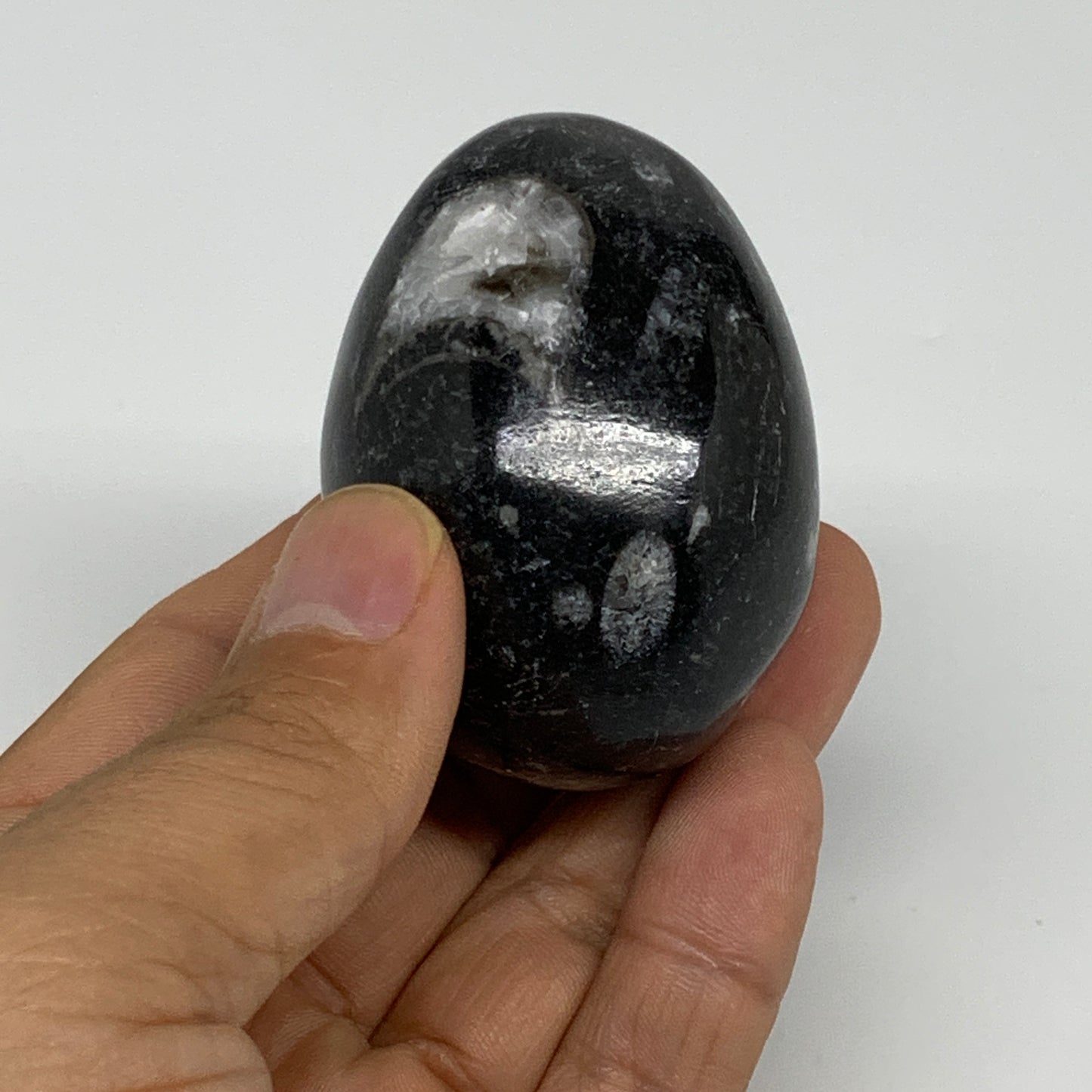 130g, 2.2"x1.6", Natural Fossil Orthoceras Stone Egg from Morocco, B31061