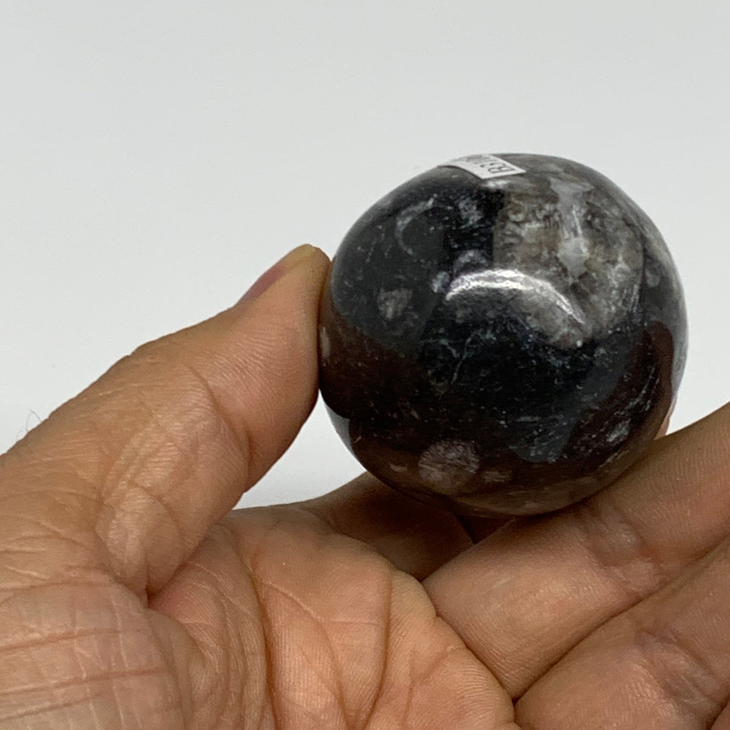 130g, 2.2"x1.6", Natural Fossil Orthoceras Stone Egg from Morocco, B31061