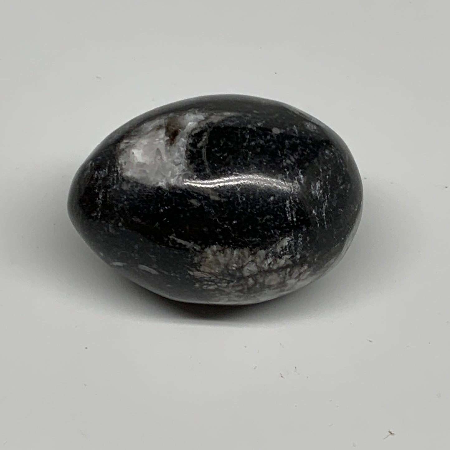 130g, 2.2"x1.6", Natural Fossil Orthoceras Stone Egg from Morocco, B31061