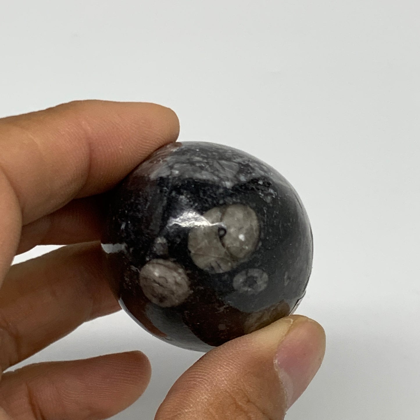 90.9g, 2"x1.3", Natural Fossil Orthoceras Stone Egg from Morocco, B31062