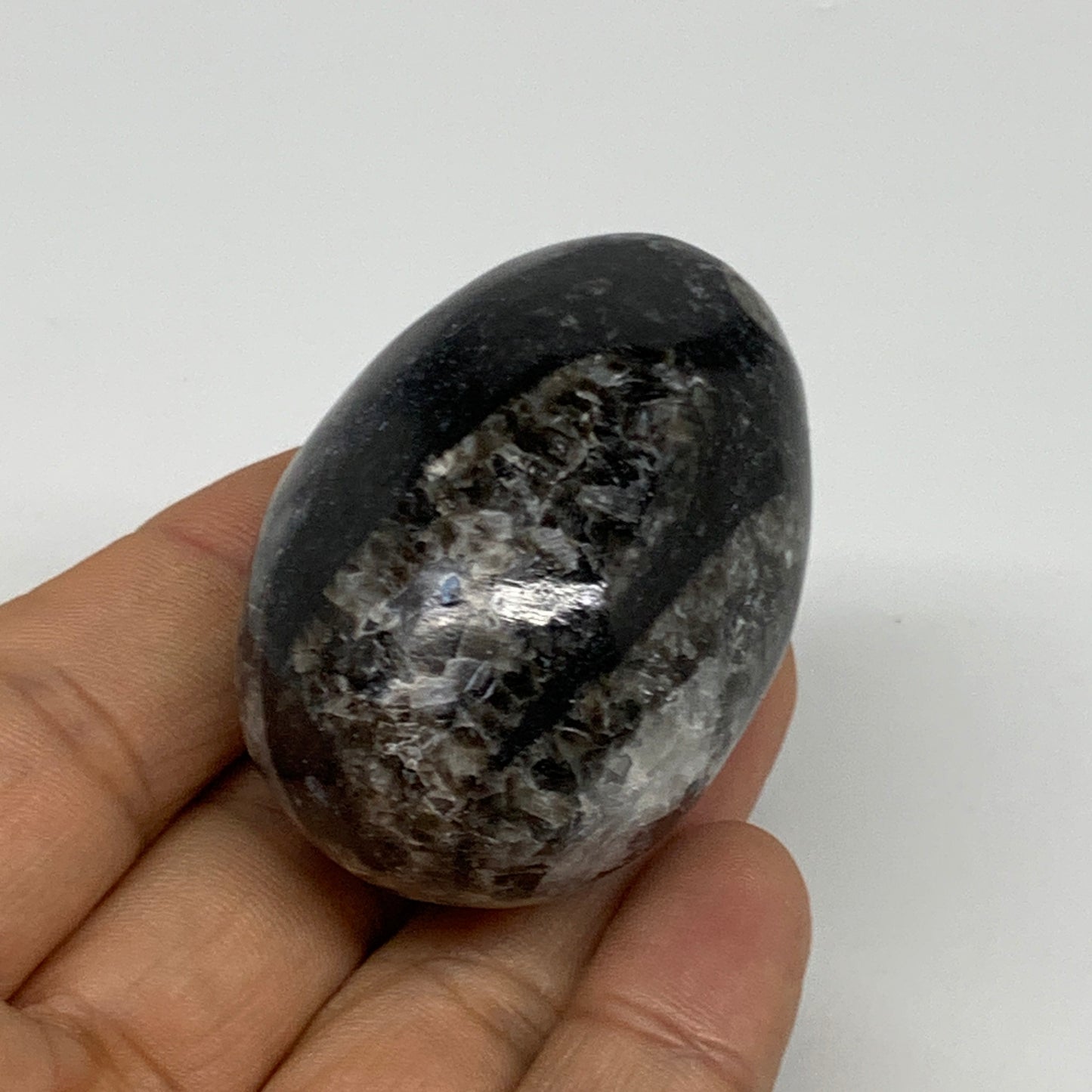 90.9g, 2"x1.3", Natural Fossil Orthoceras Stone Egg from Morocco, B31062