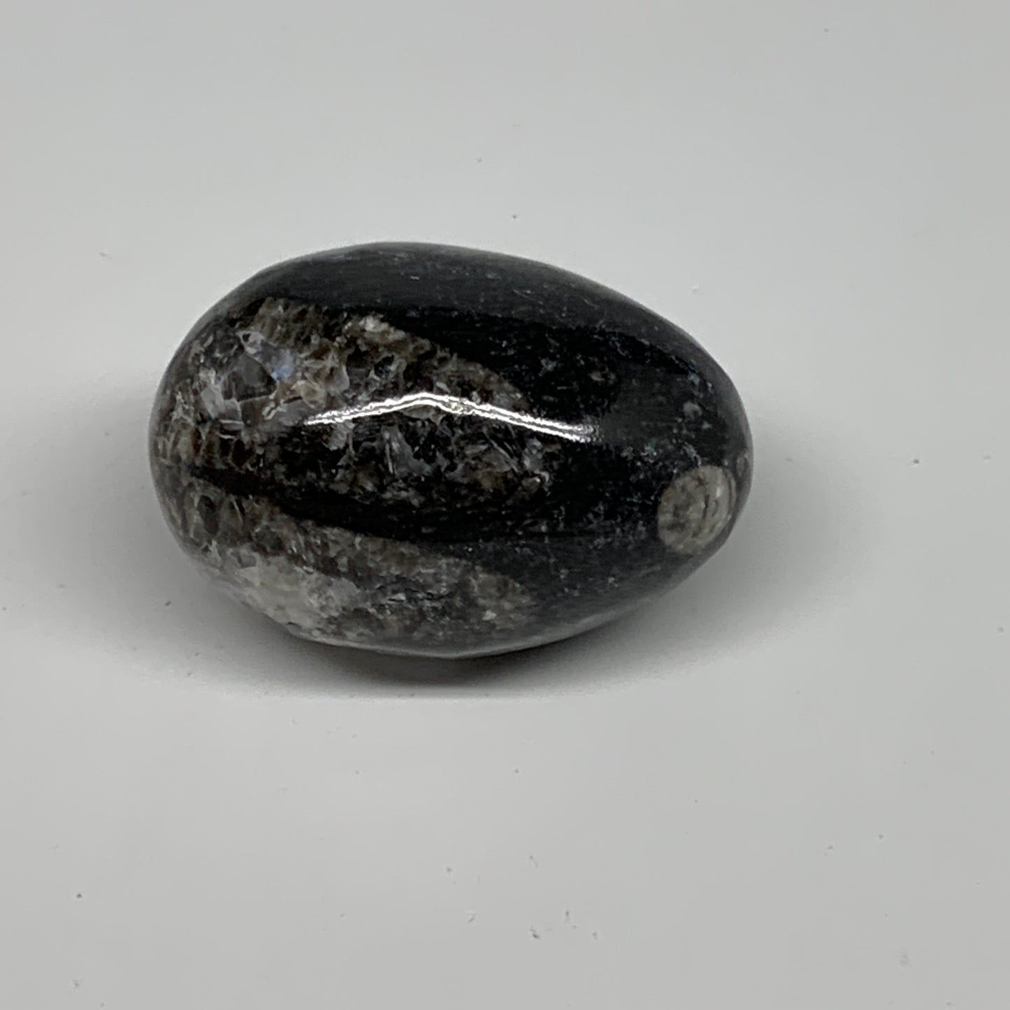 90.9g, 2"x1.3", Natural Fossil Orthoceras Stone Egg from Morocco, B31062