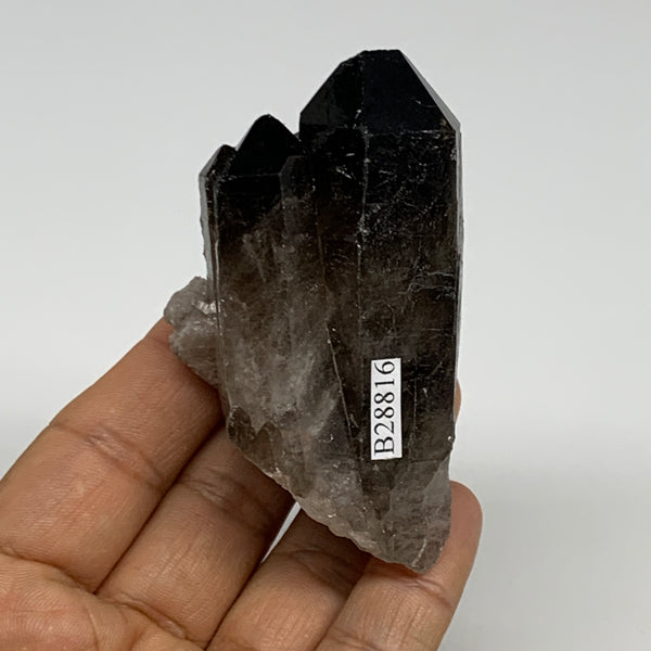 112.9g,2"x1.7"x1.3",Smoky Quartz Crystal Mineral,Specimen Terminated,B28816