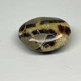 106.7g, 2.4"x1.8"x1.1", Septarian Nodule Palm-Stone Polished Reiki, B28231