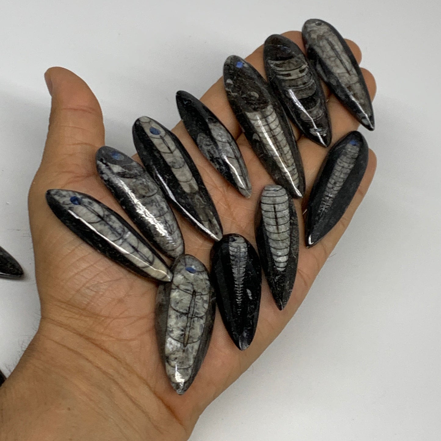 540g (1.19 lbs), 52 pcs, 1.6"-2.5", Small Orthoceras Fossils Drilled Pendants, B
