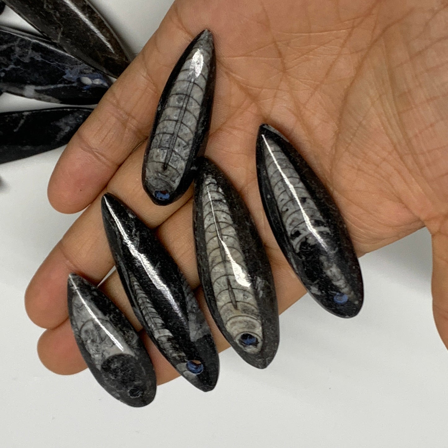 540g (1.19 lbs), 52 pcs, 1.6"-2.5", Small Orthoceras Fossils Drilled Pendants, B