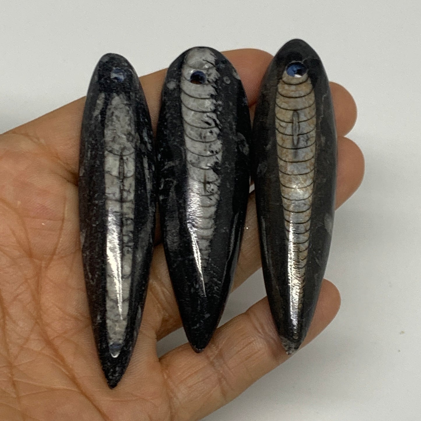 3pcs, 2.9" - 3.1",  60.3g, Black Orthoceras Fossils Drilled Pendant Polished, B2