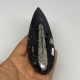 149.5g, 6.4"x1.7"x0.7" Fossils Orthoceras (straight horn) Squid @Morocco,B29917