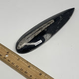 149.5g, 6.4"x1.7"x0.7" Fossils Orthoceras (straight horn) Squid @Morocco,B29917
