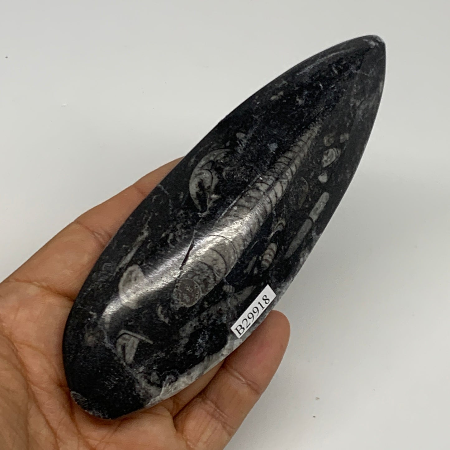 150.3g, 5.4"x1.8"x0.7" Fossils Orthoceras (straight horn) Squid @Morocco,B29918