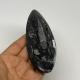 150.3g, 5.4"x1.8"x0.7" Fossils Orthoceras (straight horn) Squid @Morocco,B29918