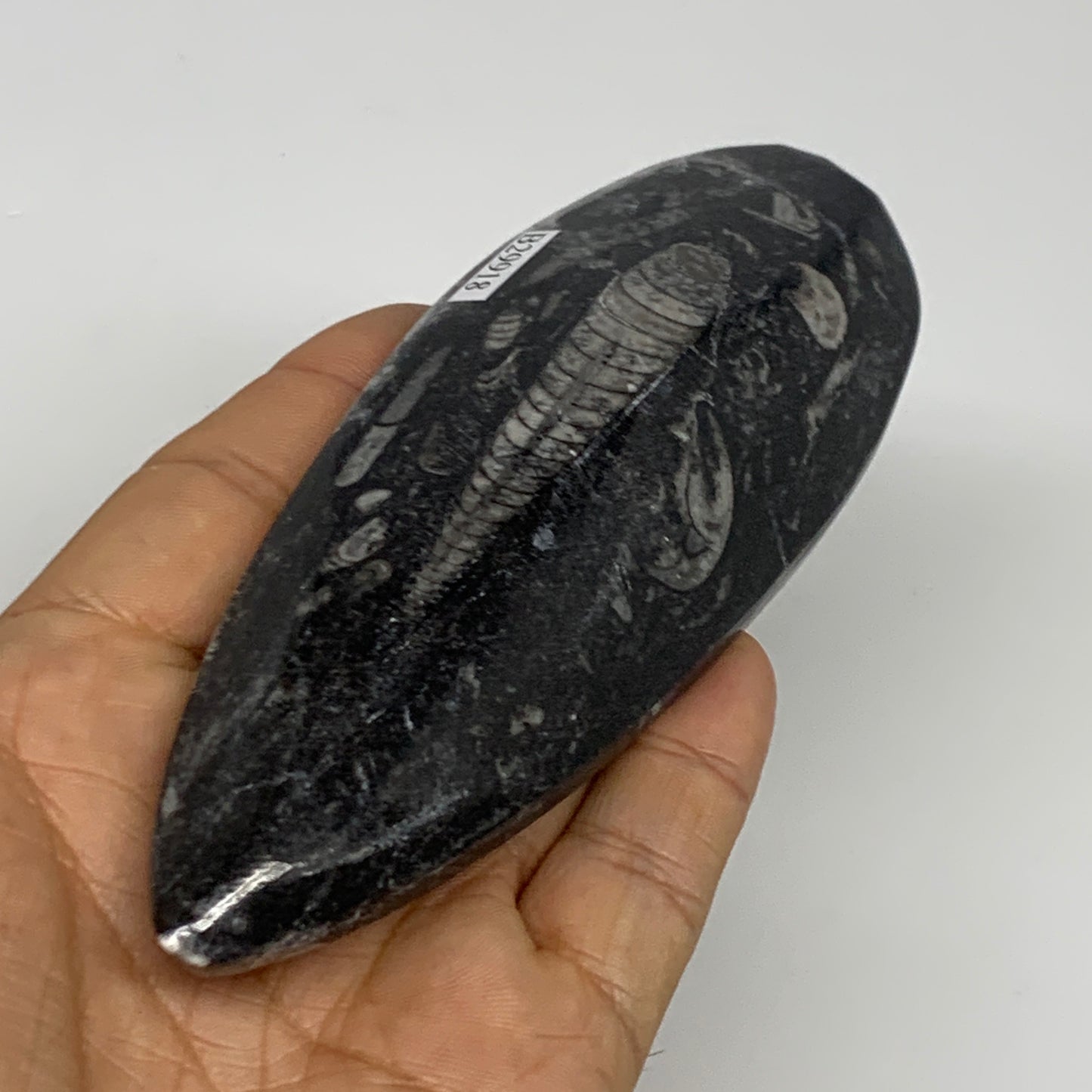 150.3g, 5.4"x1.8"x0.7" Fossils Orthoceras (straight horn) Squid @Morocco,B29918