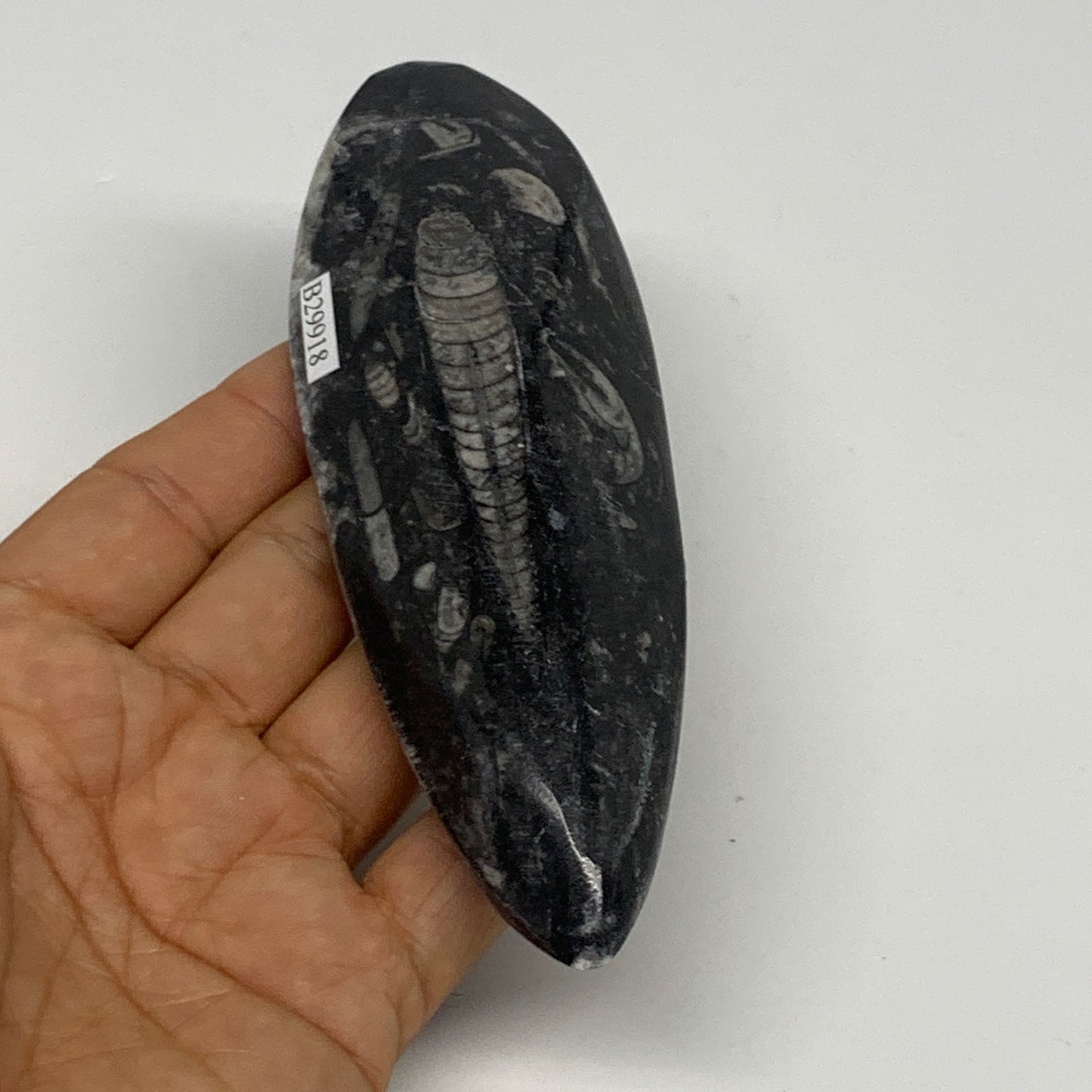 150.3g, 5.4"x1.8"x0.7" Fossils Orthoceras (straight horn) Squid @Morocco,B29918