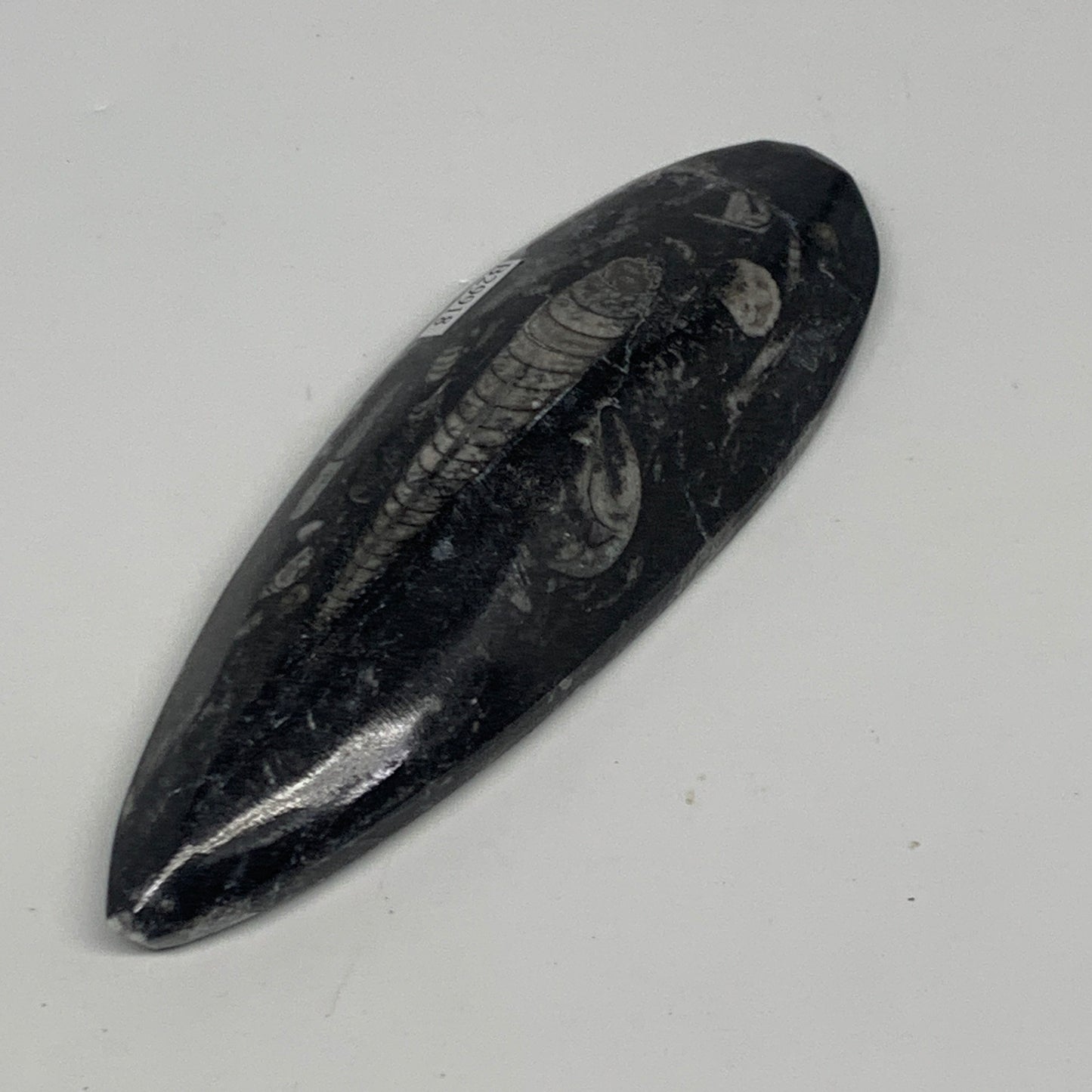 150.3g, 5.4"x1.8"x0.7" Fossils Orthoceras (straight horn) Squid @Morocco,B29918